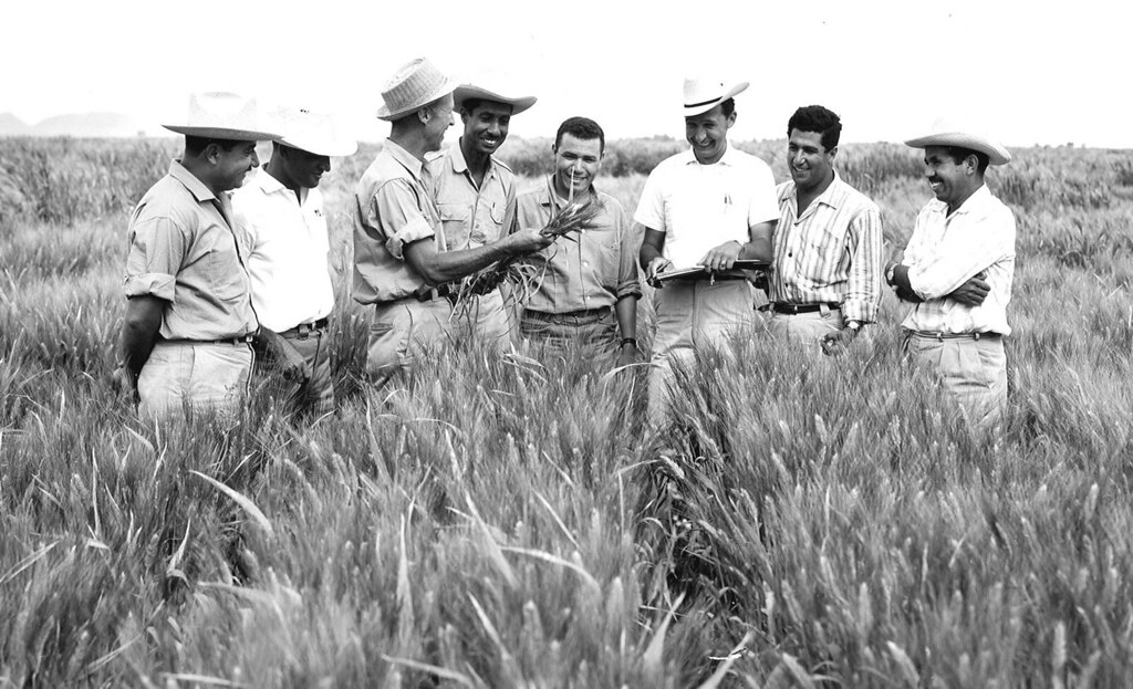 Dr. Norman Borlaug, third from the left, trains biologists in Mexico on how to increase wheat yields - part of his life-long war on hunger. 